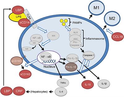 Peripheral Innate Immune Activation Correlates With Disease Severity in GRN Haploinsufficiency